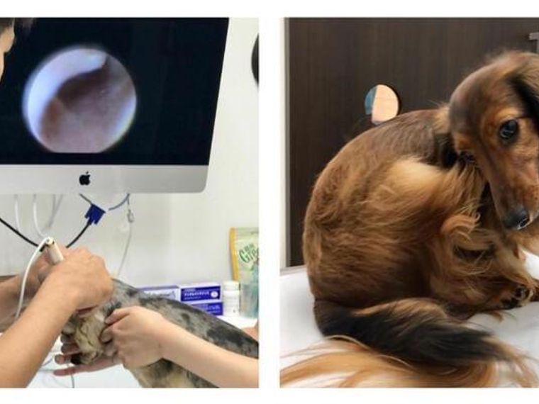 獣医師執筆 犬の耳が臭いのは病気 耳垢の色や状態による原因 症状 治療法 対処法 ペトコト