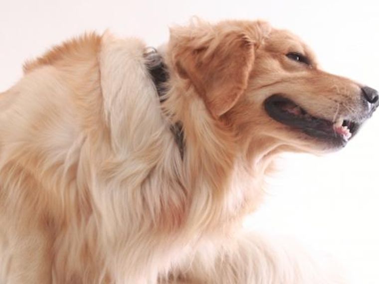 獣医師解説 犬が掻く理由とは 掻く場所別に考えられる原因や病気 応急処置 ペトコト