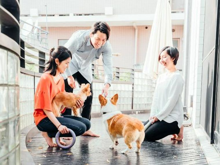 最新犬種ランキング フレブル人気は日本だけでなくアメリカでも 小型 中型 大型犬別に紹介 ペトコト