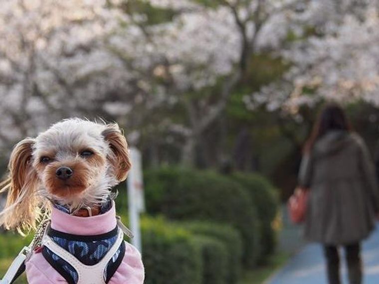 犬とお出かけ福岡編 編集部おすすめスポット7選 ペトコト 犬とお出かけ福岡編 編集部おすすめスポット7選 ペトコト