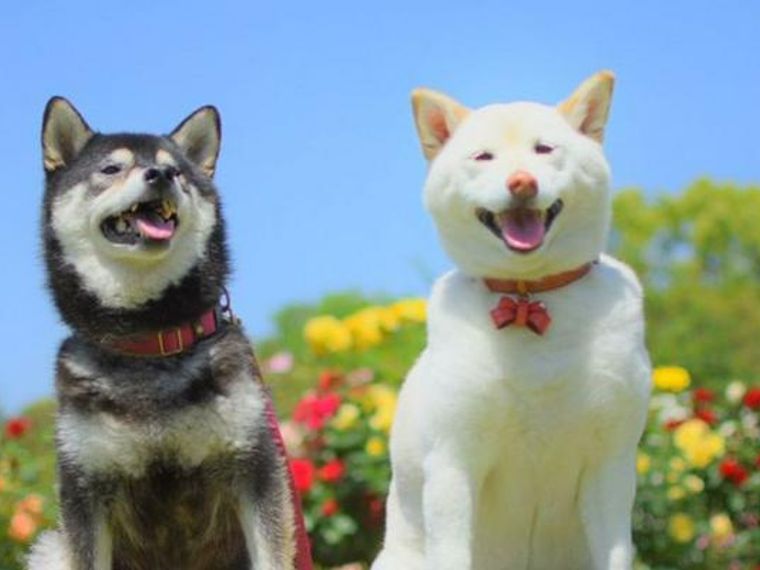 大分のドッグランおすすめ9選 人気のワンラブや県民の森など ペトコト