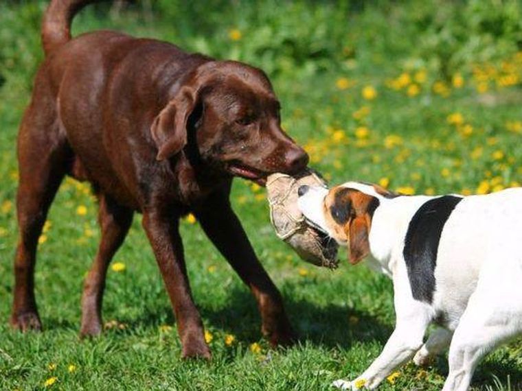 犬が唸る理由とは 唸るのをやめさせるしつけや対処方法をドッグトレーナーが解説 ペトコト