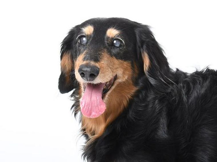 ダックスフンドのおすすめカットスタイル集 人気のサマーカットからトリミング頻度や自宅カットの方法も ペトコト