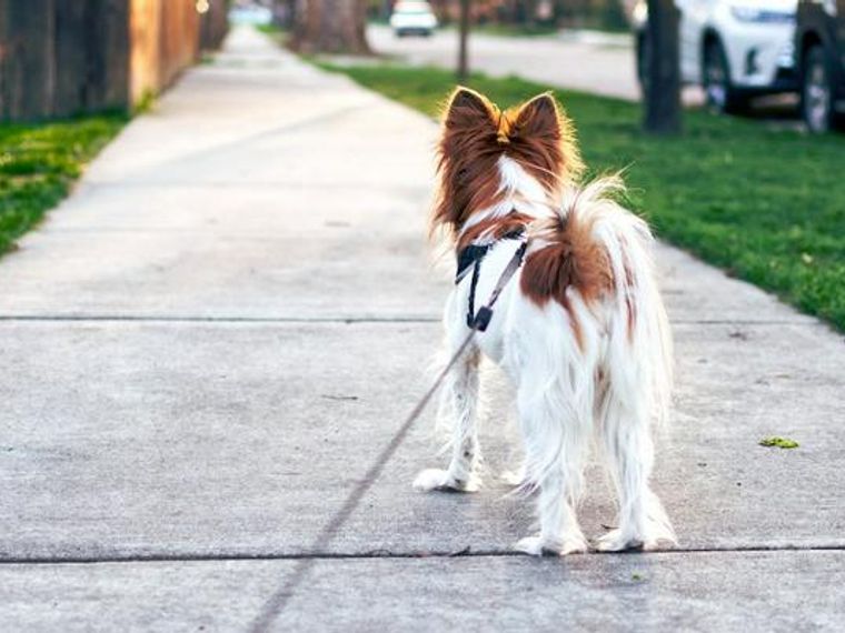 犬がマーキングをする意味とは 排尿との違いやしつけ 対策をドッグトレーナーが解説 ペトコト