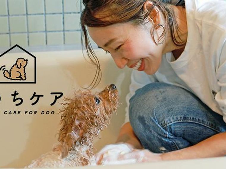 犬のシャンプーの頻度や自宅でのやり方をトリマーが動画で解説！おすすめシャンプーも紹介【おうちケア】 | ペトコト