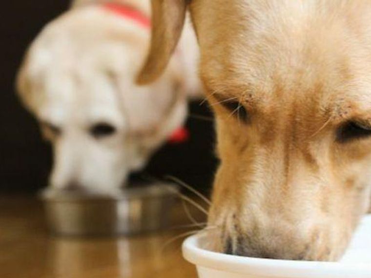 犬の早食いは防止すべき 理由やデメリット 対策グッズを紹介 獣医師監修 ペトコト