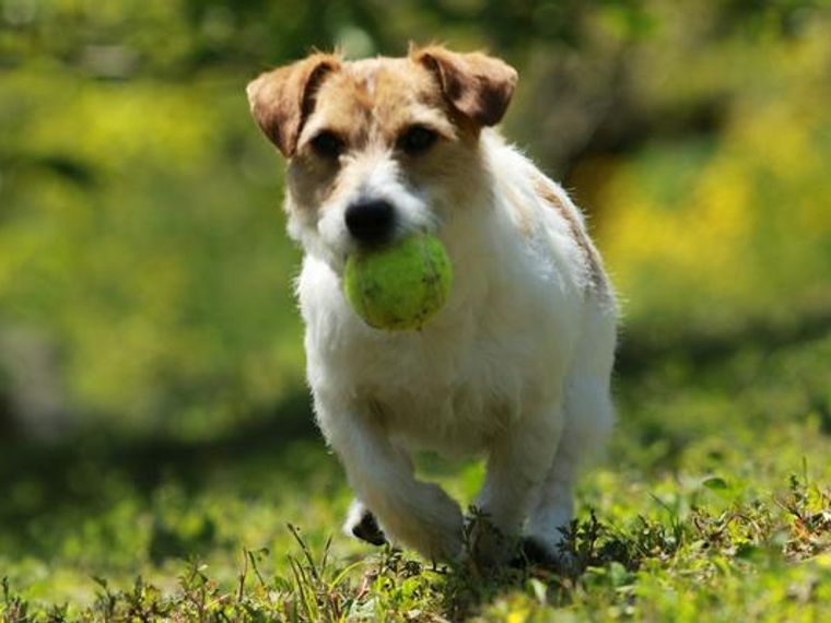 犬がボール遊びをしないのはなぜ 好きな理由 興味がない理由や遊び方を紹介 ペトコト