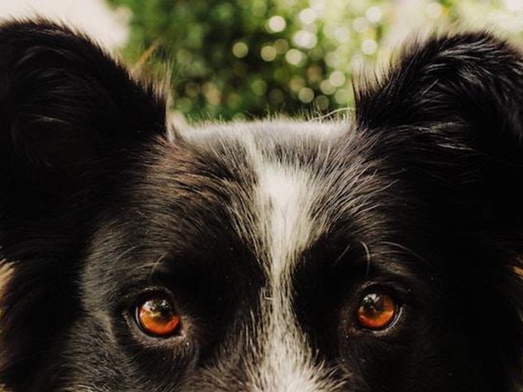 犬の聴覚は人間の何倍 聞き取れる周波数や距離など 耳の構造について紹介 ペトコト