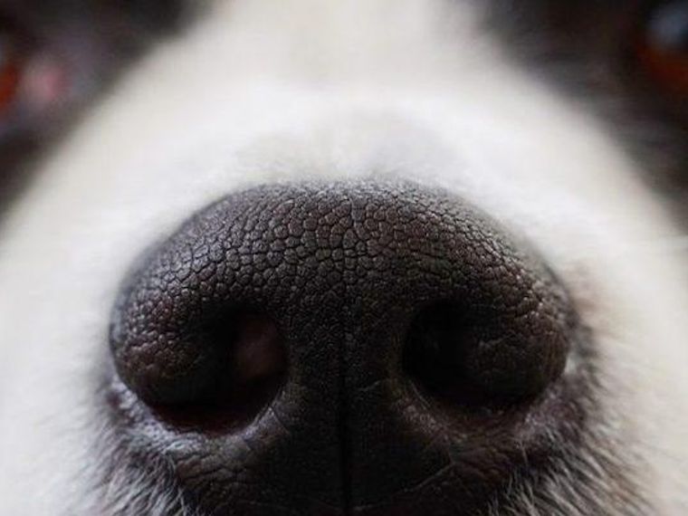 犬の嗅覚は人間の何倍 理解できる距離などの嗅覚の仕組みを紹介 ペトコト