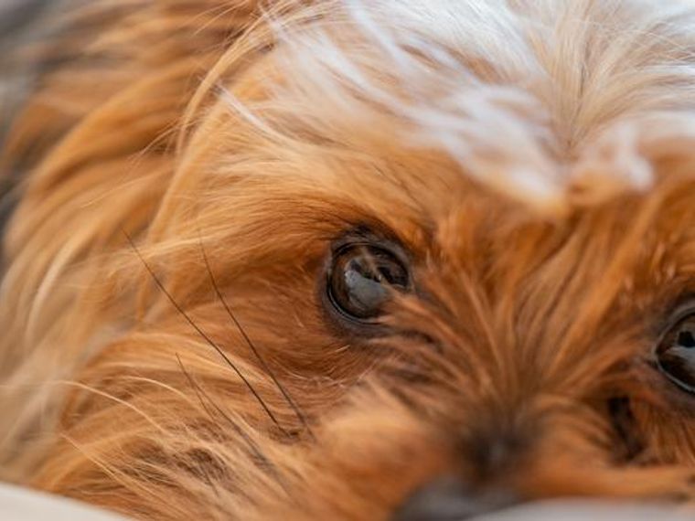 犬が見ている世界は何色 犬の視覚が人間に勝ること 劣ることを解説 ペトコト