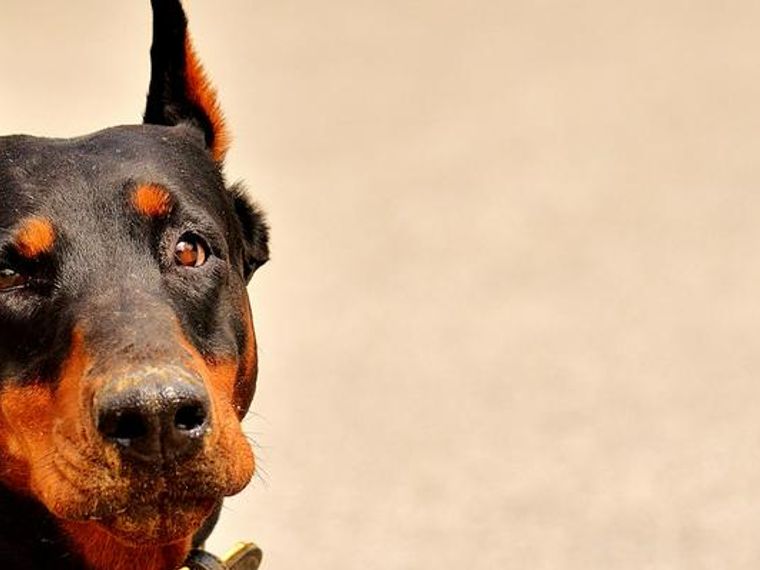 犬の断耳は本当に必要 目的 現在の実施状況を紹介 ペトコト