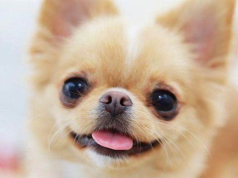 犬が舌を出すのはなぜ しまい忘れる理由や 気になる舌の色などを獣医師が解説 ペトコト