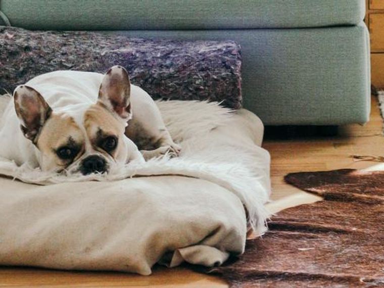 犬の留守番は寂しい 留守番の時間やしつけ方をトレーナーが解説 ペトコト