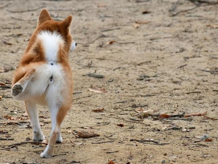 犬が後ろ足で蹴る意味とは 病気の可能性や注意点を解説 ペトコト