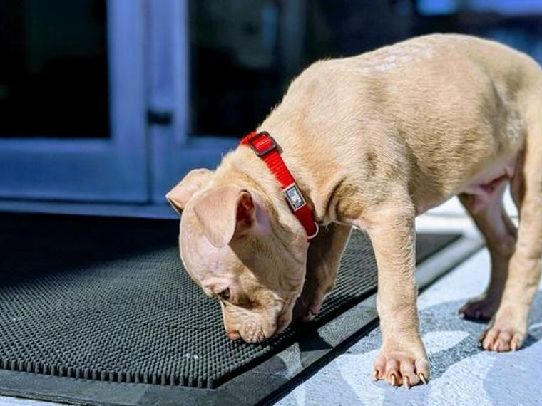 犬の拾い食いをやめさせるためのしつけとは 拾い食いする理由や危険性をドッグトレーナーが解説 ペトコト