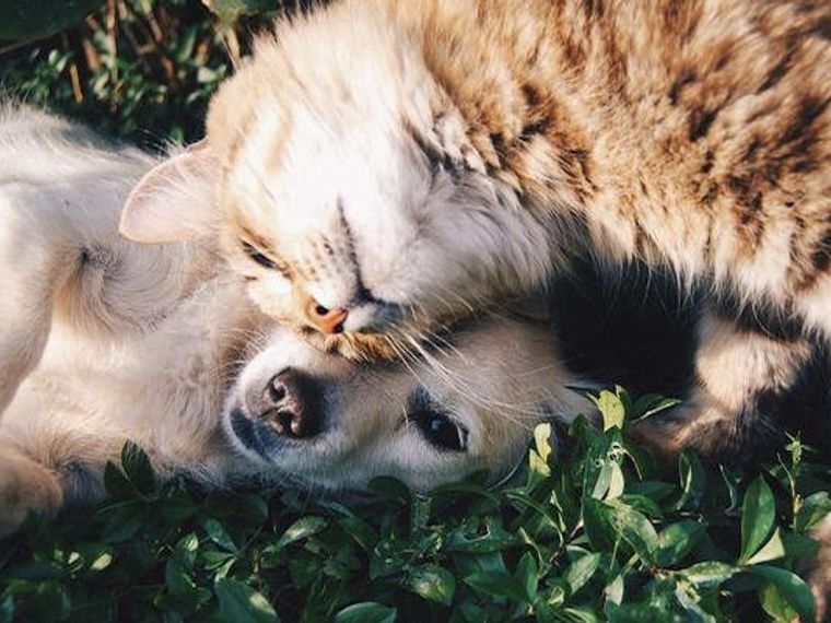 獣医師執筆 腎臓病の犬猫におやつはng 療法食の注意点や食べない場合の対策を紹介 ペトコト