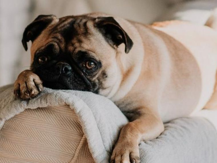 犬を無視するしつけの効果的なタイミングと時間は 犬が飼い主を無視する理由も解説 ペトコト 犬を無視するしつけの効果的なタイミングと時間は 犬が飼い主を無視する理由も解説 ペトコト