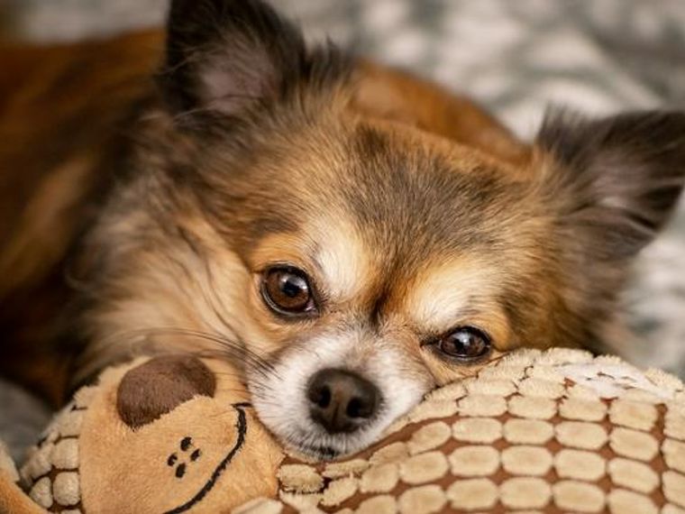 小型犬もしつけが必要 大型犬との違いや 吠えや甘噛みの理由を解説 ペトコト