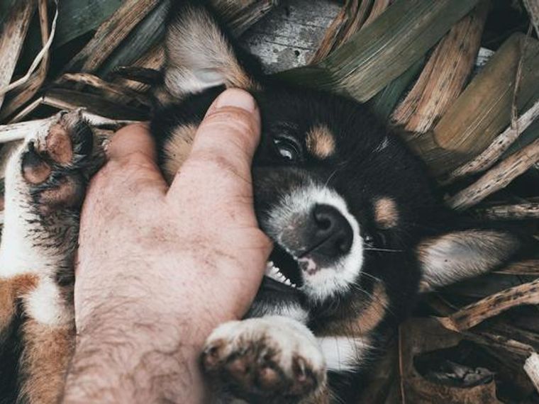 犬が飼い主を突然噛むようになった 原因や対処法を獣医師が解説 ペトコト