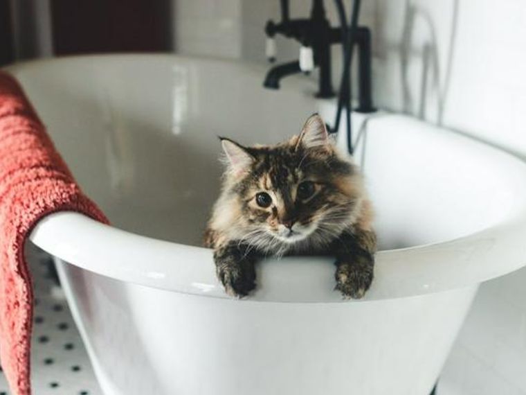 猫にお風呂は必要 適切な頻度や温度 嫌がる場合や暴れない方法を紹介 ペトコト