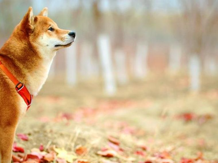 犬と秋を楽しむ 季節の変わり目に多いトラブルや対策を紹介 ペトコト