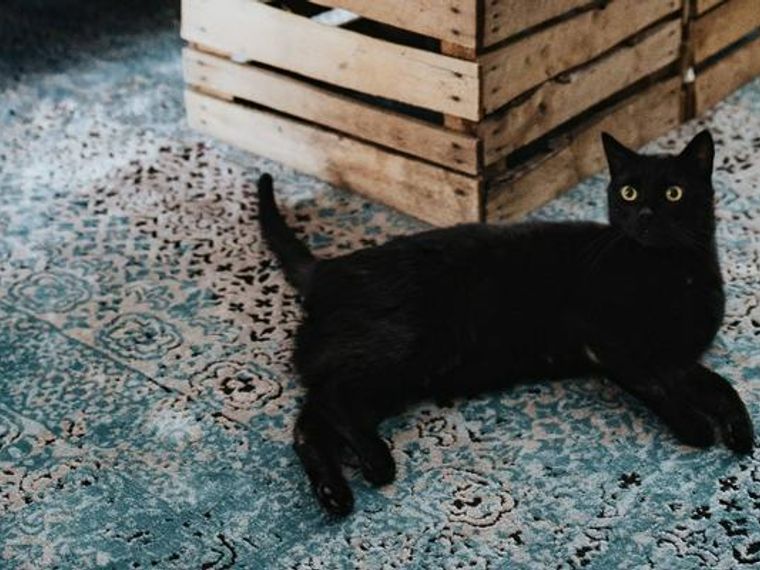 黒猫ってどんな性格 特徴や魅力 ボンベイなど純血種の種類を解説 ペトコト