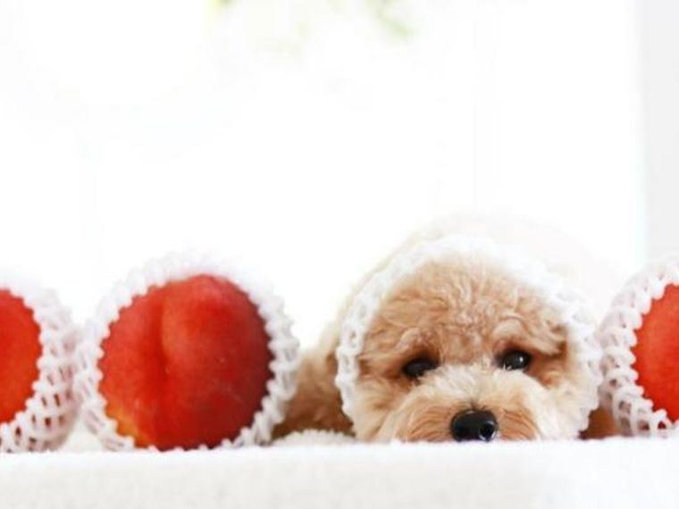 犬は桃を食べても大丈夫 ただし皮や種 与え過ぎには注意 ペトコト