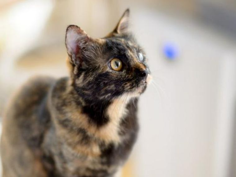 サビ猫はどんな性格 特徴や迎え方 幸運を運んでくる所以などを解説 ペトコト サビ猫はどんな性格 特徴や迎え方 幸運を運んでくる所以などを解説 ペトコト