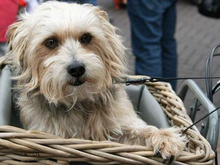 犬を自転車に乗せても良いの 乗せる時の注意点や安全に楽しめるグッズを紹介 ペトこと