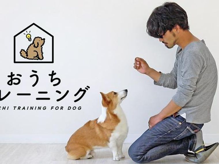 犬におすわりを覚えさせる方法をトレーナーが動画で解説 教える意味やタイミングも ペトコト