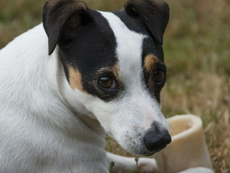 犬に骨を与える際は要注意 犬が骨を好きな理由やメリットなどを紹介 ペトコト