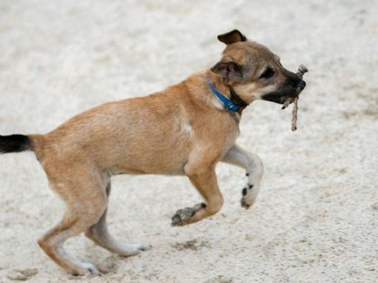 犬と 木の棒 で遊ぶのは危険 英国獣医師が警鐘 ペトコト