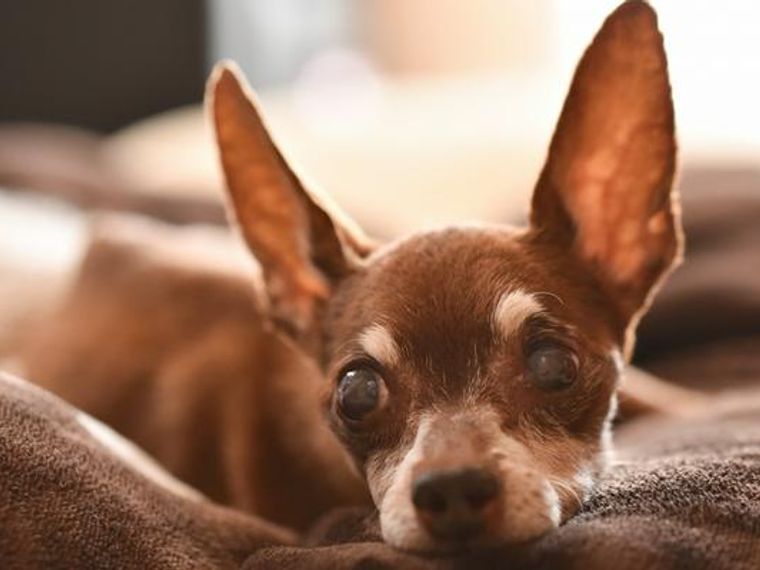 犬の正常な耳垢とは 異常の見分け方などを獣医師が解説 ペトコト