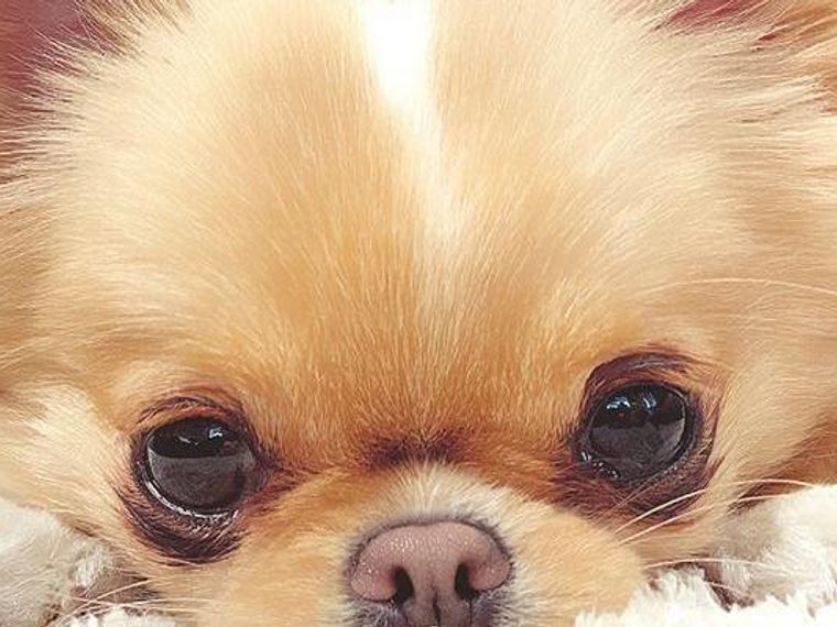 犬の目 まぶた が腫れている場合に考えられる原因を獣医師が解説 ペトコト