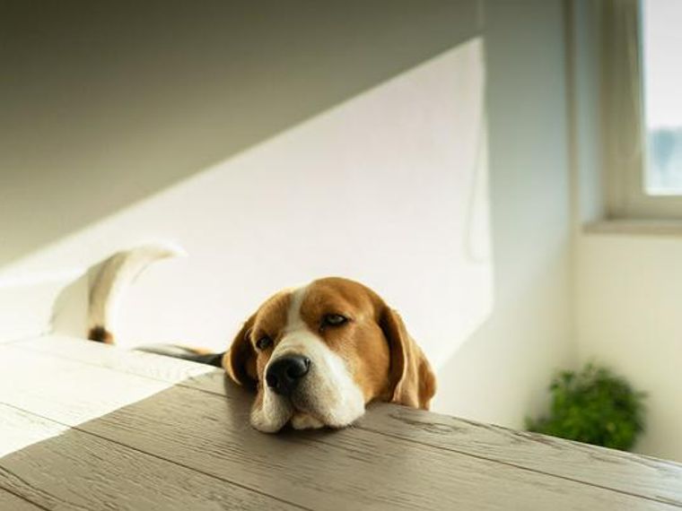 犬がフンとため息をする意味とは 犬の気持ちや隠された病気の可能性を解説 ペトコト