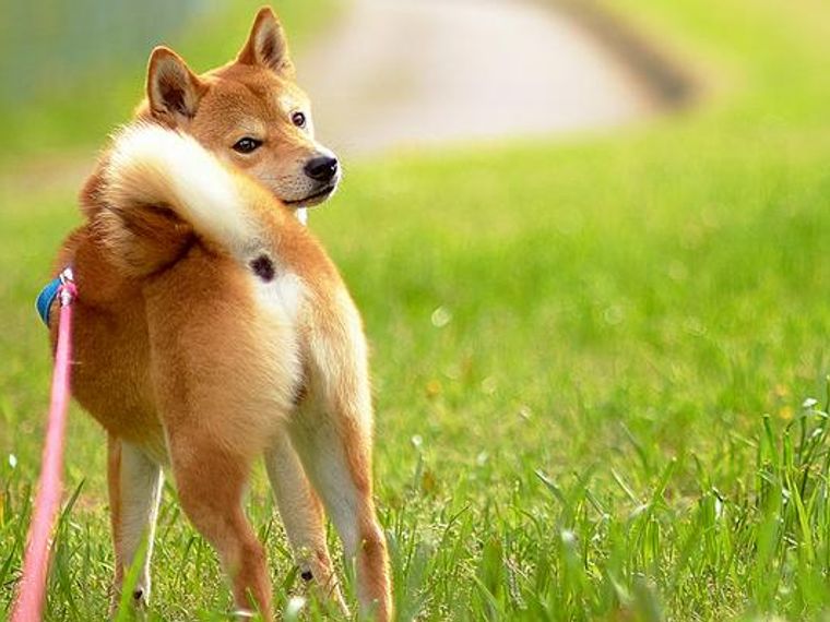 柴犬は小型犬か中型犬か 賃貸マンションはngなケースも ペトコト