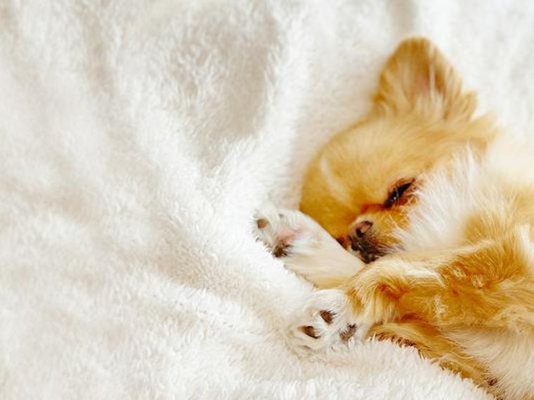愛犬の寝相でわかる心理状態 犬の睡眠でわかる気持ちや健康状態を紹介 ペトコト