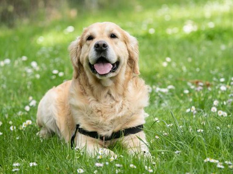 大型犬の種類とは 人気犬種や大型犬の寿命 飼いやすさを解説 ペトコト