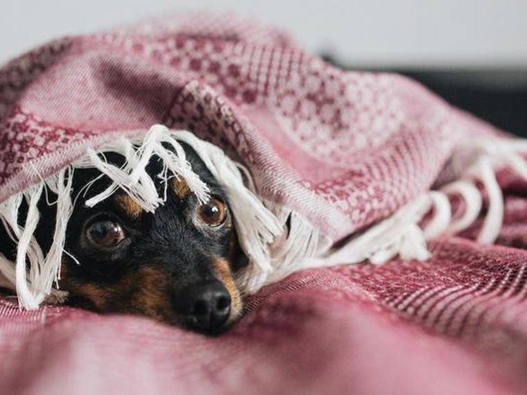 犬の顔や体が腫れているときに考えられる原因を獣医師が解説 ペトコト