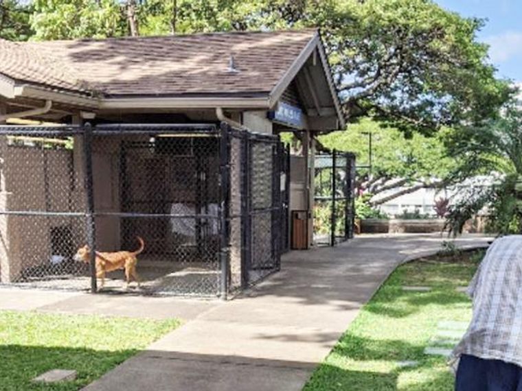 ハワイで犬や猫との出逢い方を見てきました ヒューマンソサエティ取材レポート ペトコト