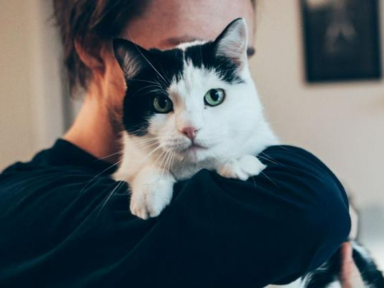 猫に抱っこは無理やりしないことが大切 正しい仕方や震えたり鳴いて嫌がる理由を紹介 ペトコト
