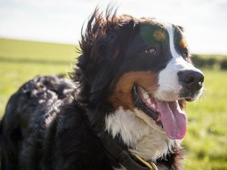 バーニーズマウンテンドッグの飼い方 性格やしつけなどをトレーナーが解説 ペトコト