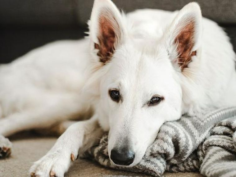 犬の麻酔 必要な理由 リスク 全身麻酔や鎮静 局所麻酔の違いなどを麻酔専門医獣医師が解説 ペトコト