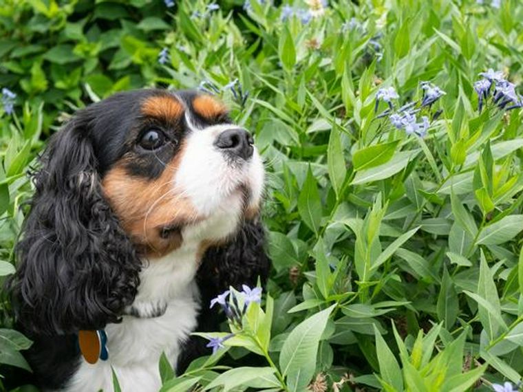 犬が蜂 ハチ に刺された 食べたら 症状や対処法を解説 獣医師監修 ペトコト