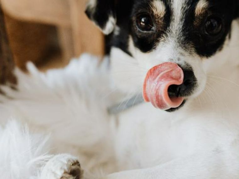 犬の誤飲 食べてはいけないもの 症状 応急処置を解説 ペトコト