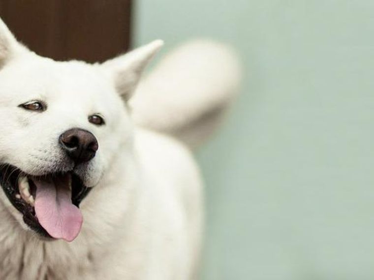 北海道犬 アイヌ犬 の飼い方 性格 毛色 寿命 柴犬との違い しつけなどを解説 ペトこと