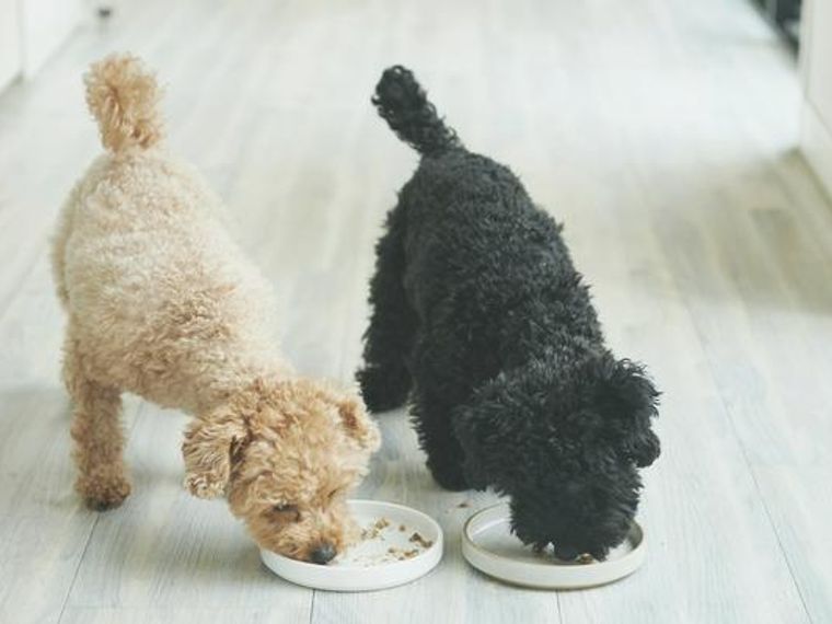 胃腸の弱い犬にオススメのドッグフードを栄養管理士が解説 消化吸収に良い食材から軟便ケアまで ペトコト