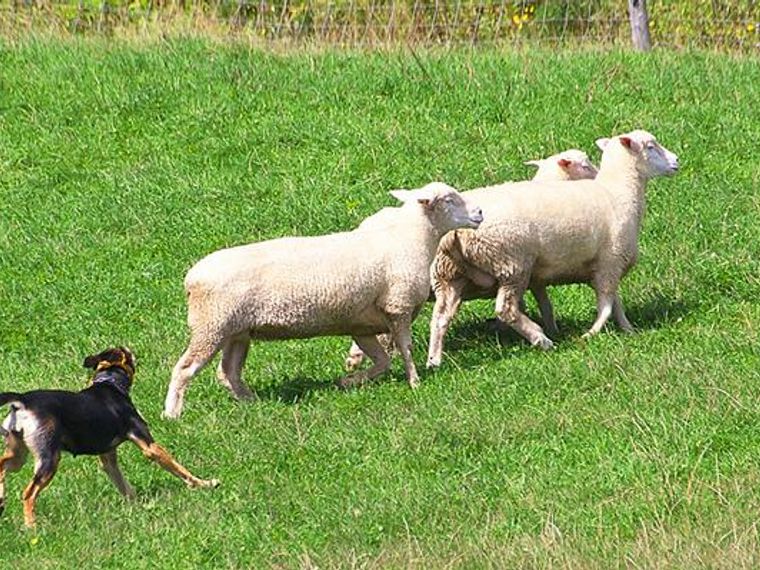 牧羊犬ってどんな犬 意味や英語 種類や特徴 代表犬種まで紹介 ペトこと