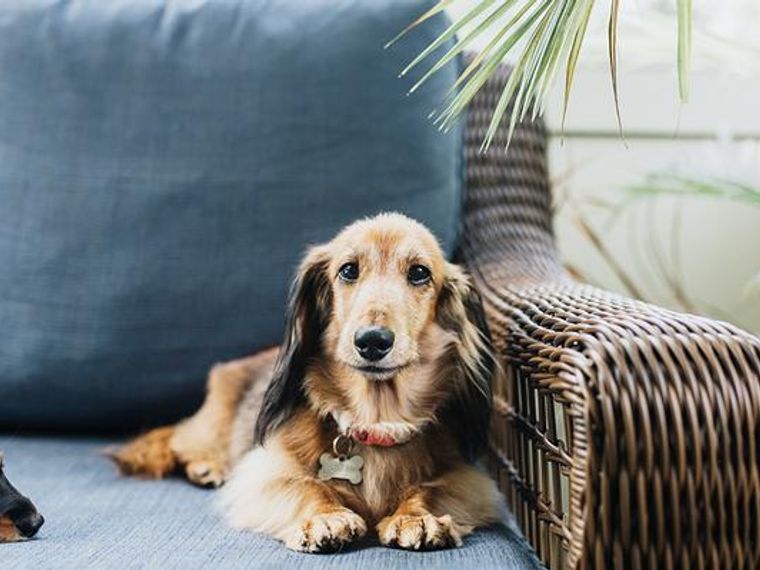 ドイツやフランス イギリスなどヨーロッパ原産の犬種を紹介 ペトコト