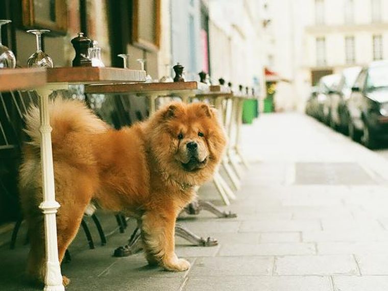 名古屋の人気ドッグカフェ 犬同伴可レストランおすすめ8選 大型犬が入れる店舗も紹介 ペトコト